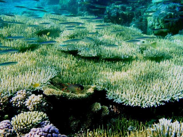 Bolilanga Island Resort - Togean Island Angkayo Экстерьер фото